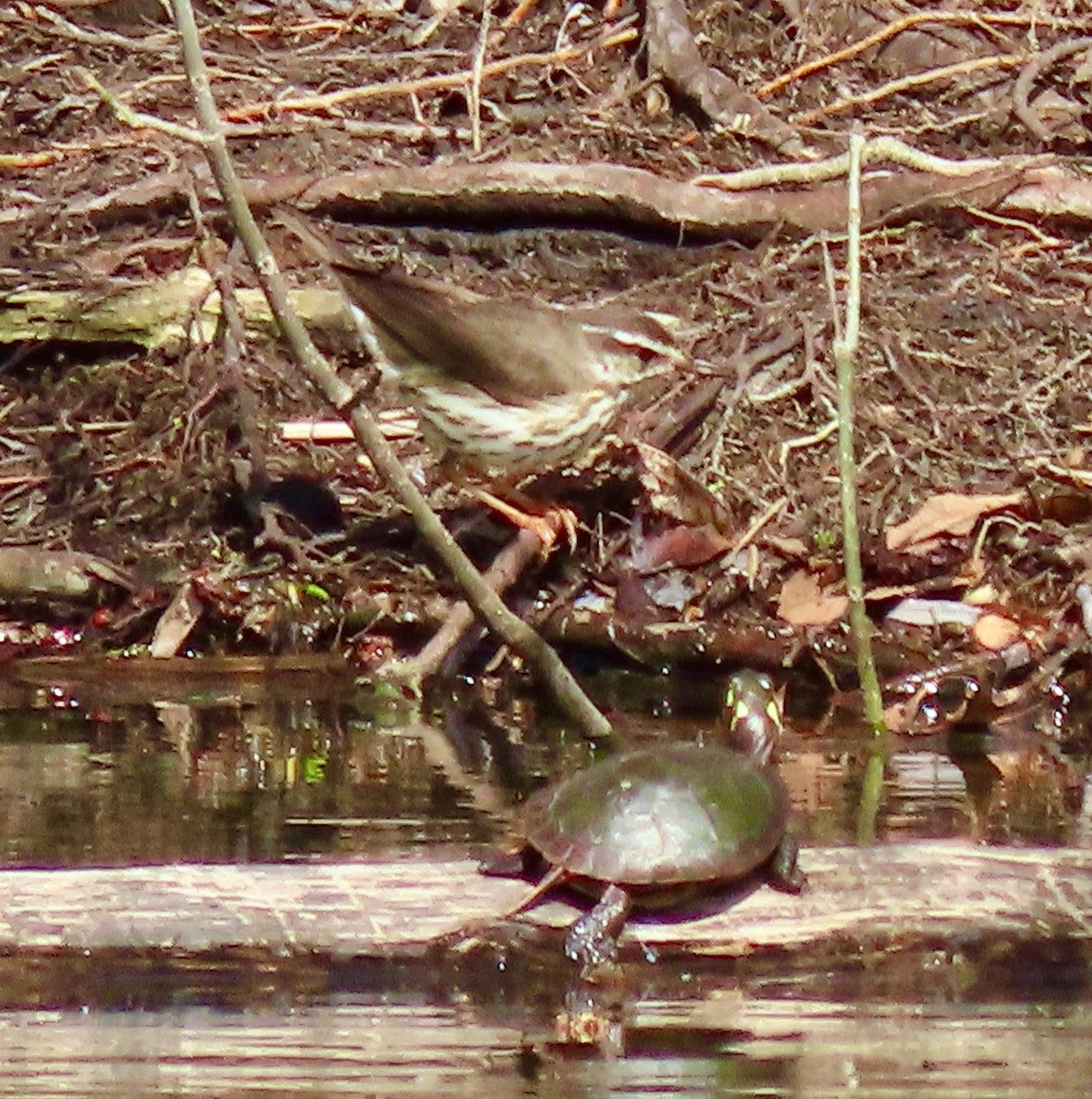 Louisiana Waterthrush - ML435022251