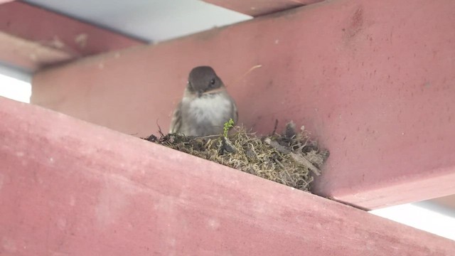 Eastern Phoebe - ML435022311