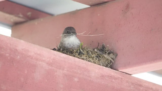 Eastern Phoebe - ML435022411