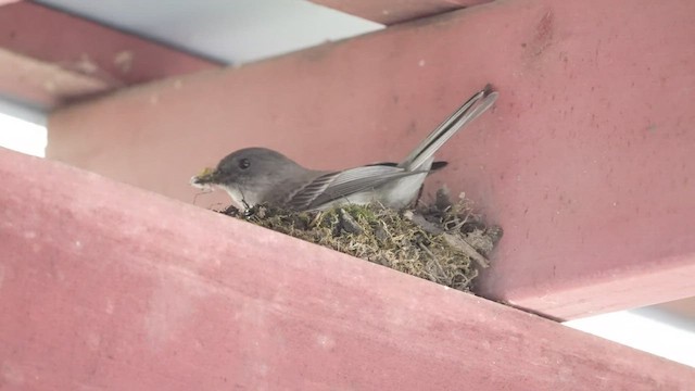 Eastern Phoebe - ML435022461