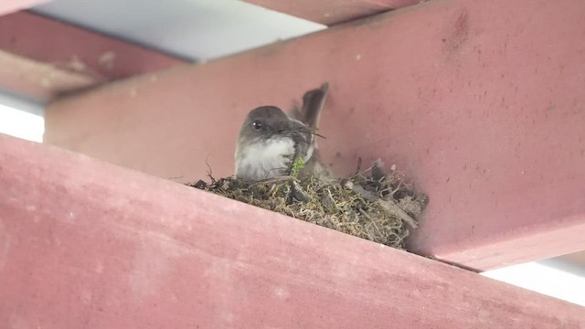 Eastern Phoebe - ML435022511