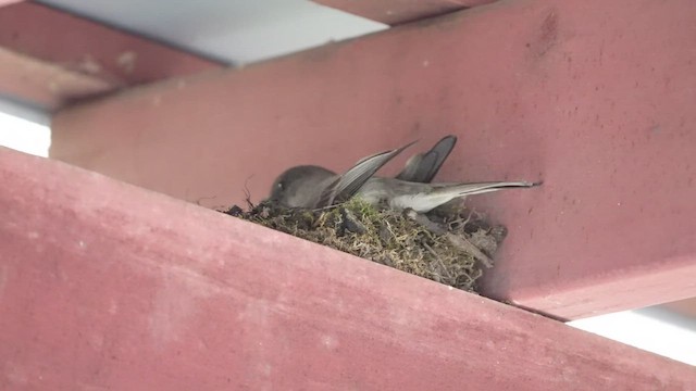 Eastern Phoebe - ML435022551