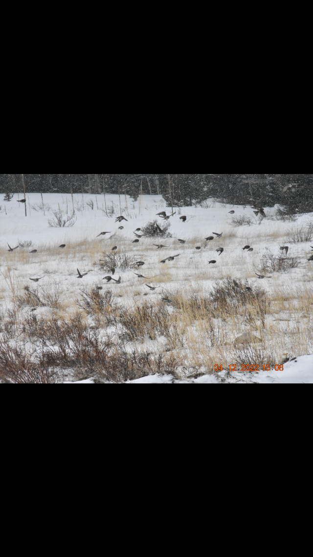 Redpoll (Common) - ML435022931