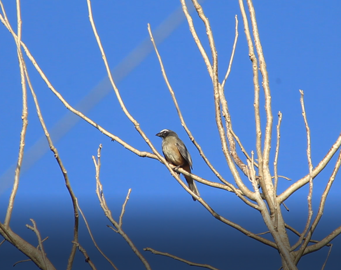 Cinnamon-bellied Saltator - ML435022941