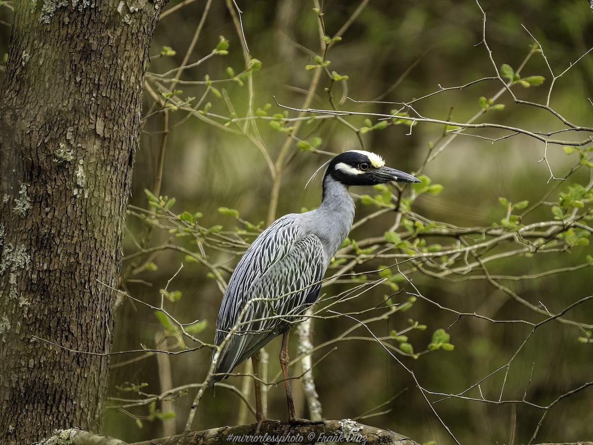 Yellow-crowned Night Heron - ML435022951