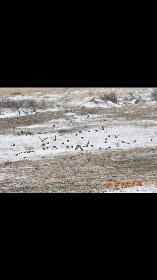 Redpoll (Common) - ML435022971