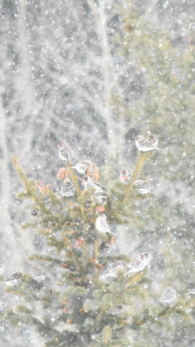 Redpoll (Common) - ML435022981