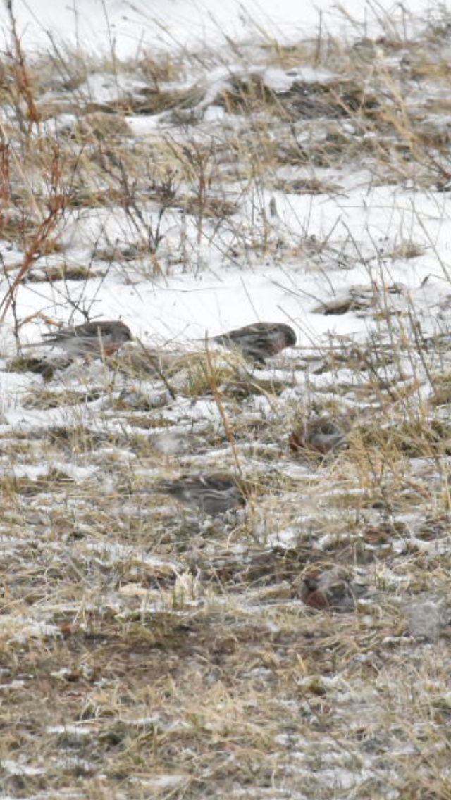 Redpoll (Common) - ML435022991