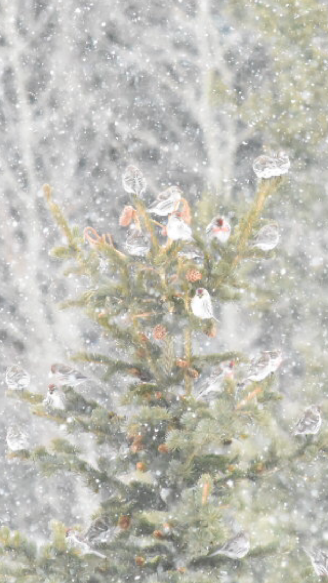 Redpoll (Common) - ML435023001