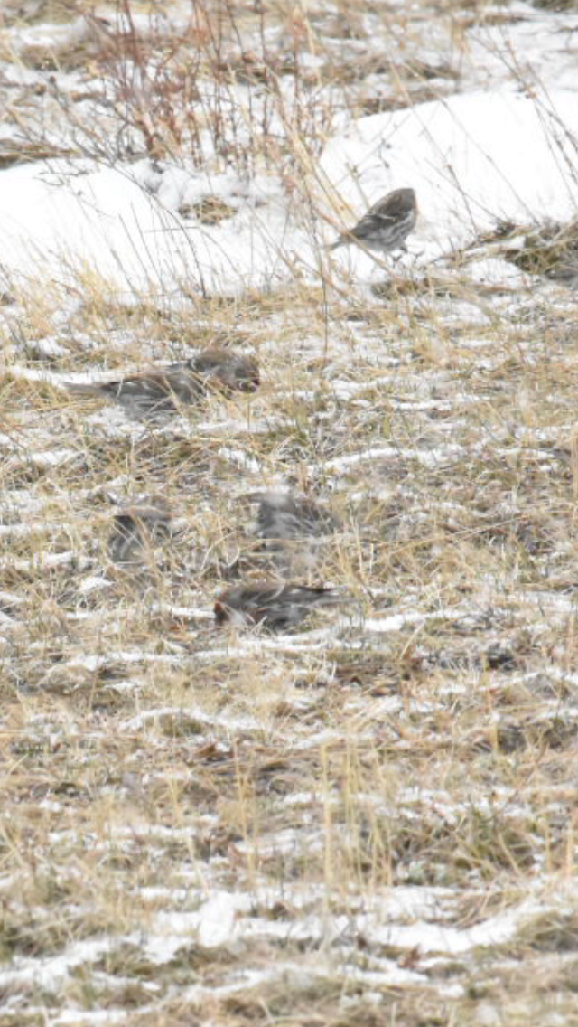 Redpoll (Common) - ML435023011