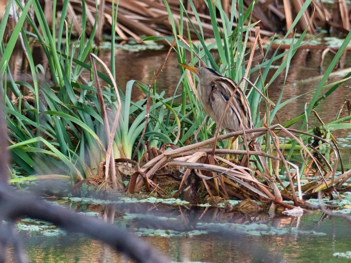 Stripe-backed Bittern - ML435023031