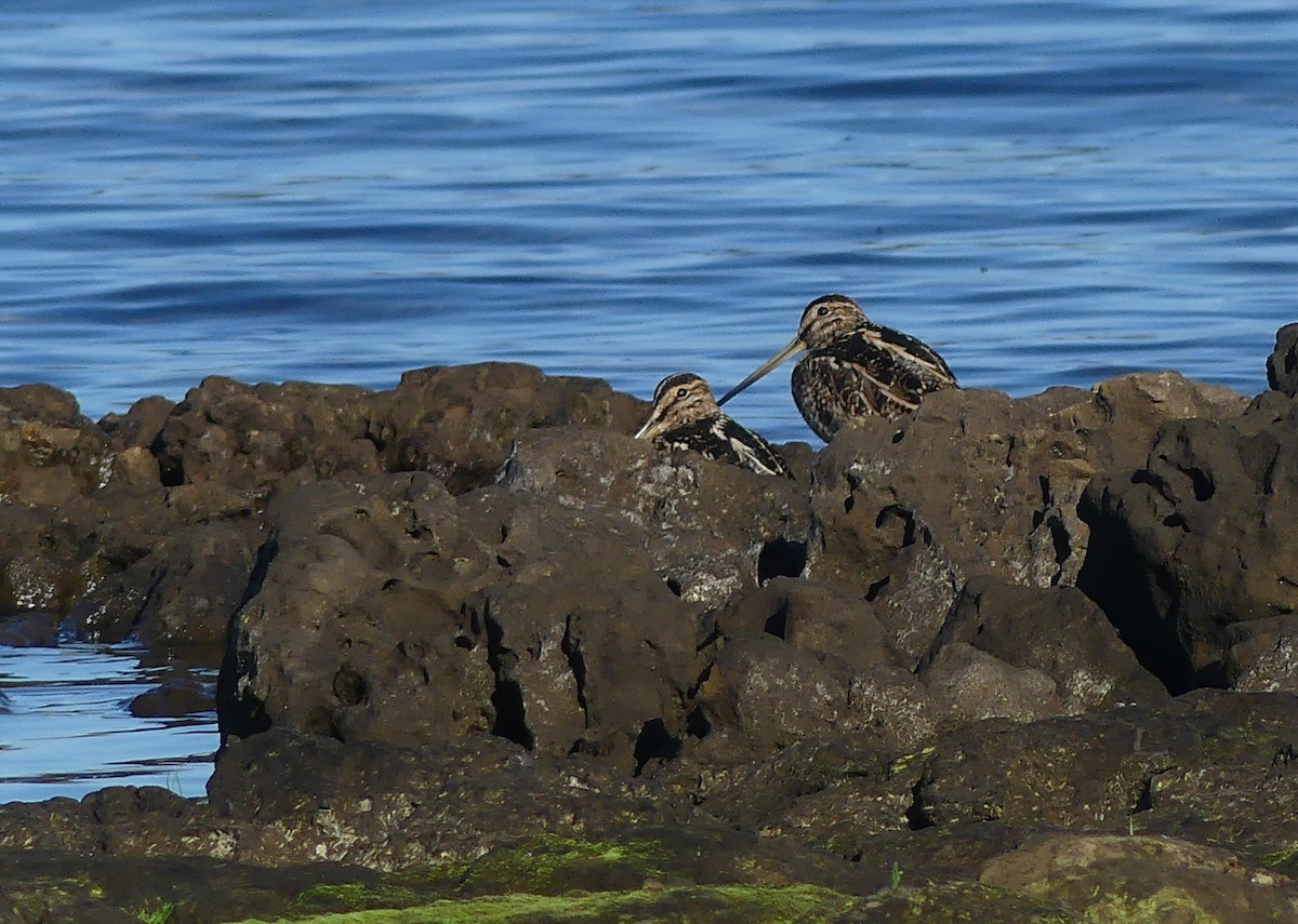 Magellanic Snipe - joaquin vial