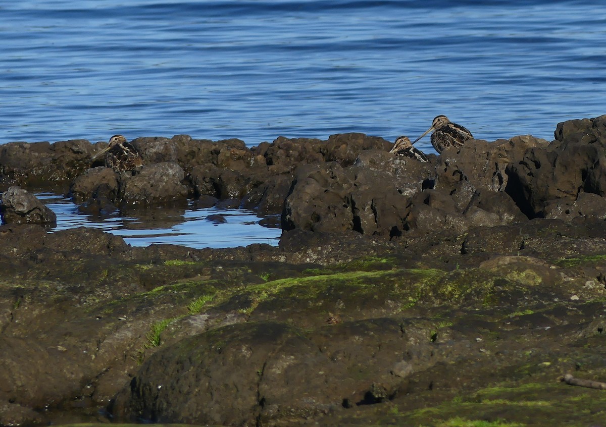 Magellanic Snipe - ML435023271