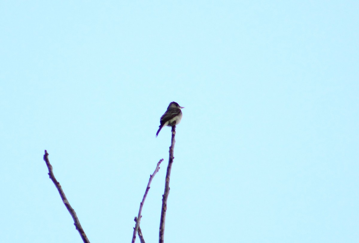 pewee sp. (Contopus sp.) - ML435024641