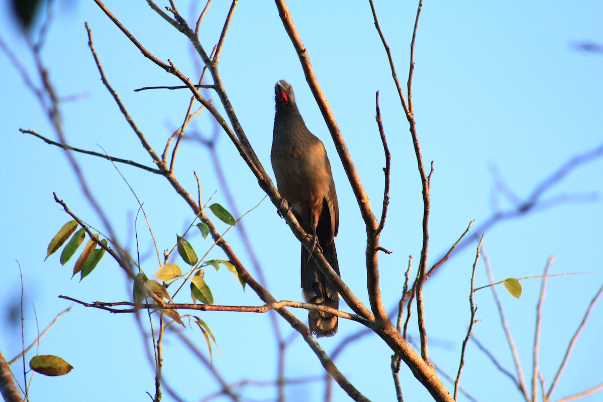 Plain Chachalaca - ML435025331