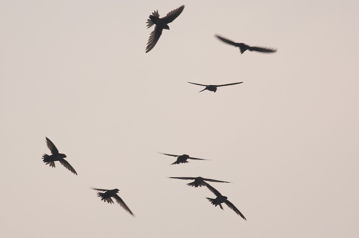 Dark-rumped Swift - ML435026241