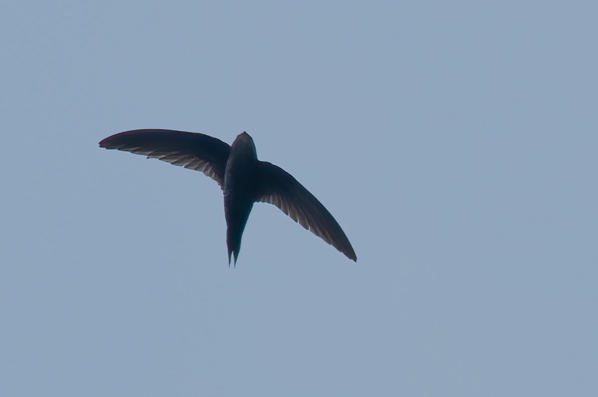 Dark-rumped Swift - ML435026291