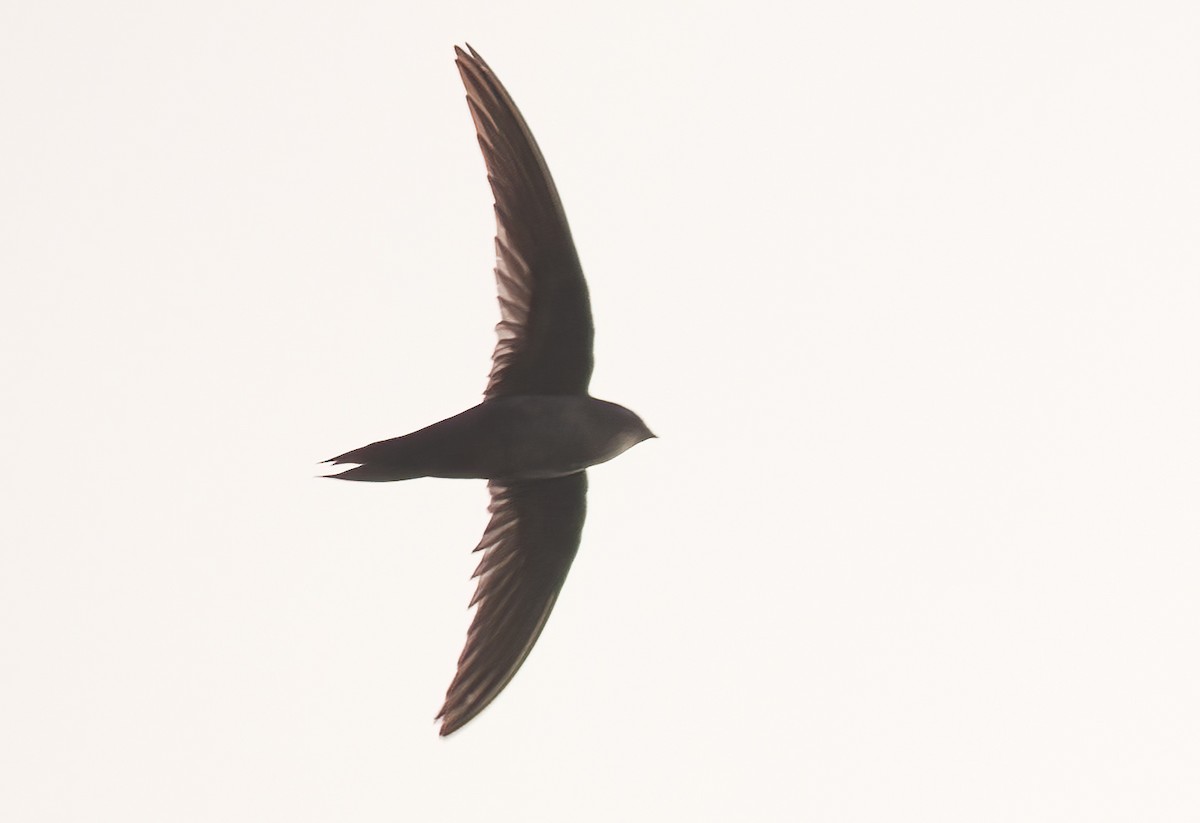 Dark-rumped Swift - ML435026351