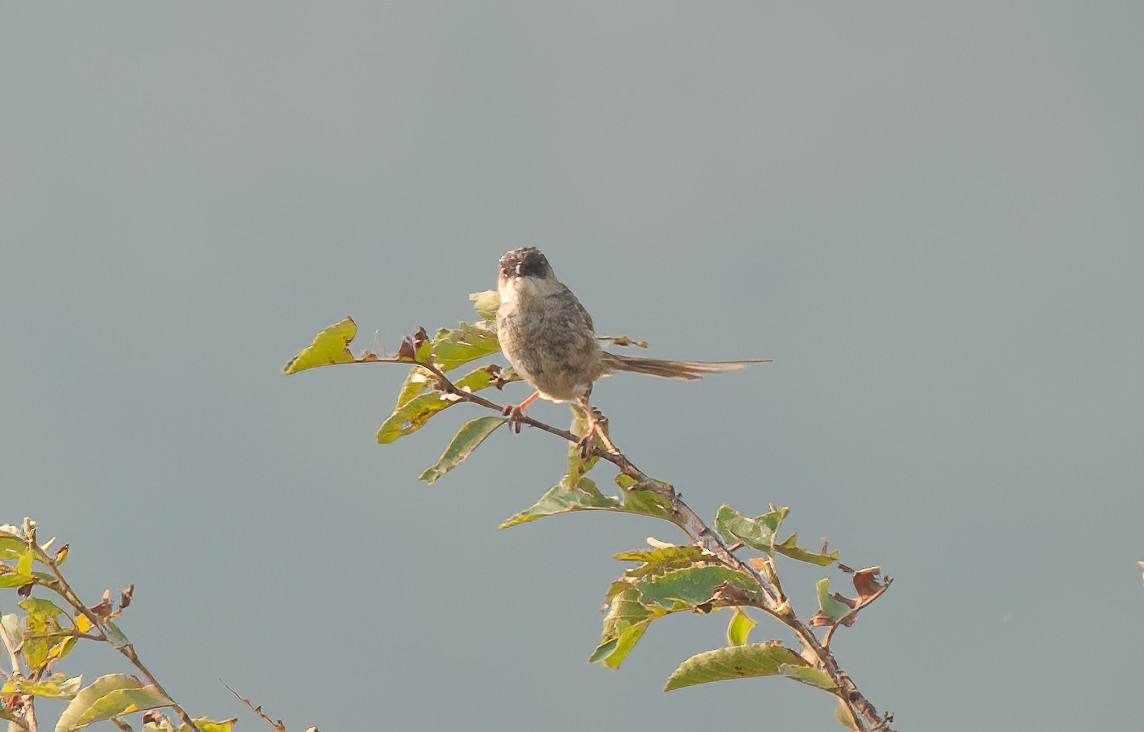 Prinia del Himalaya - ML435026451