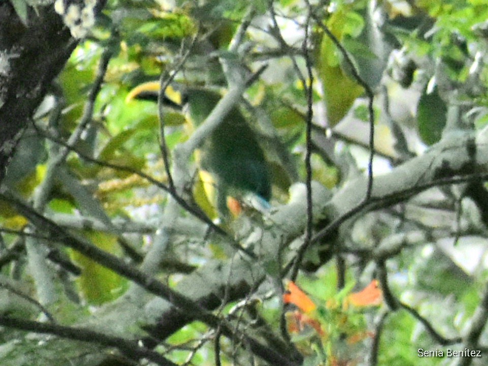 arassari smaragdový [skupina prasinus] - ML435028211