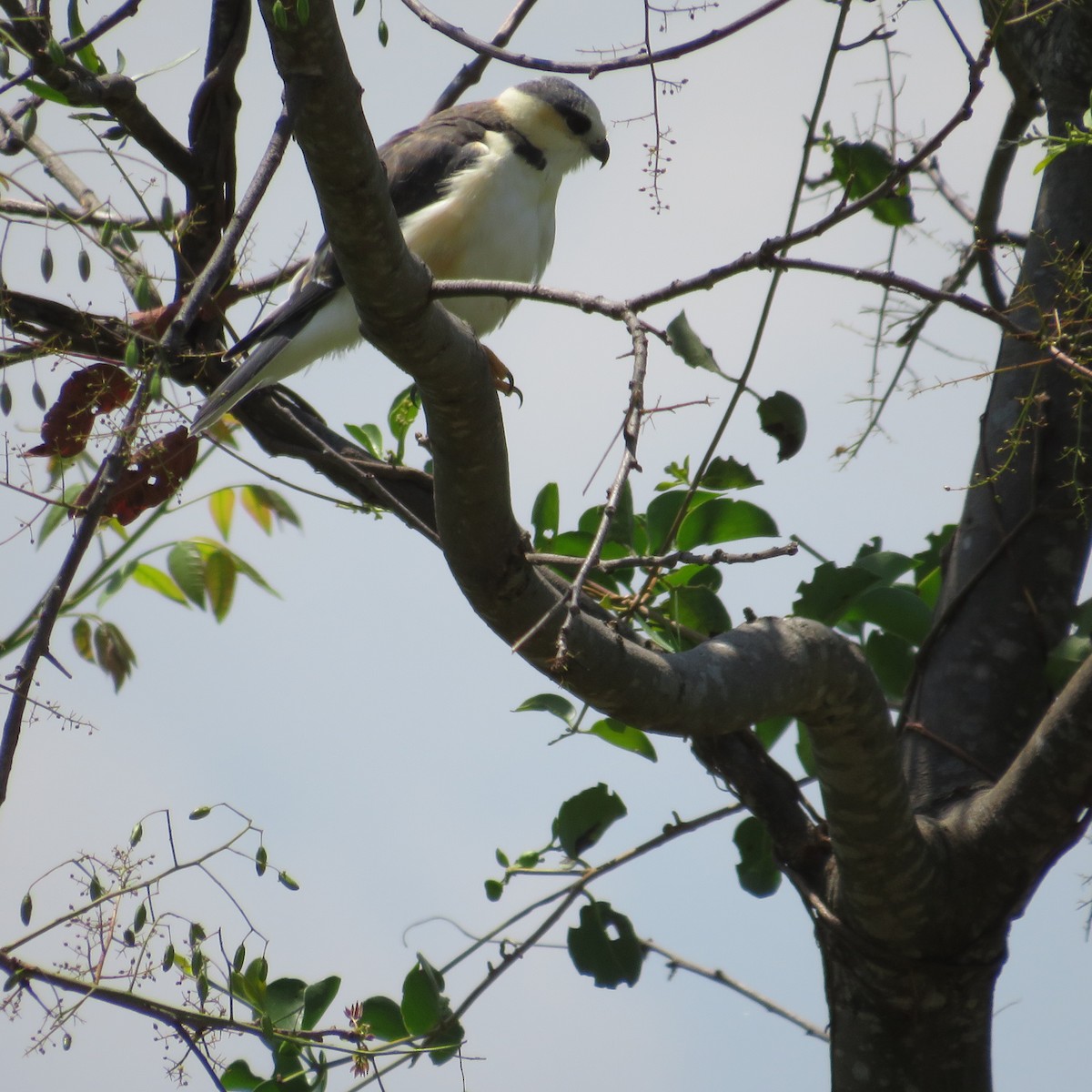 Pearl Kite - ML435028431