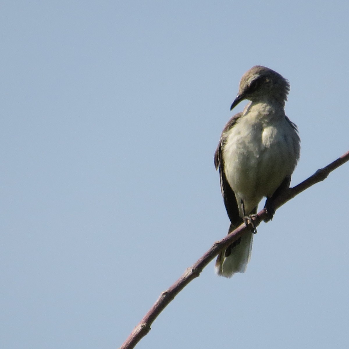 Tropical Mockingbird - ML435028451