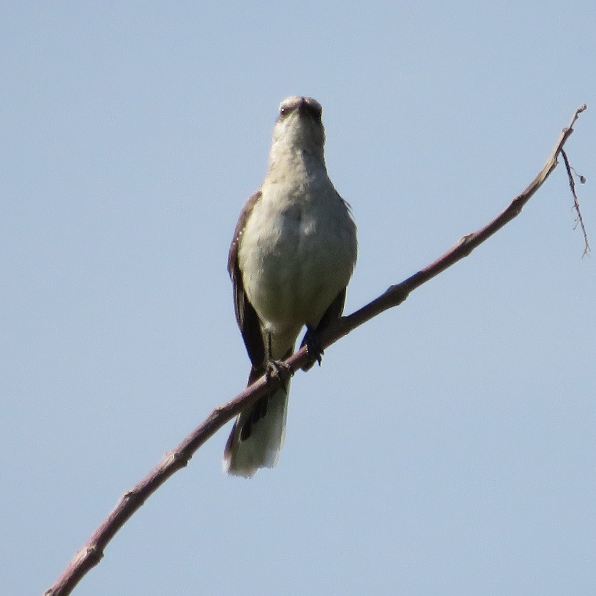 Tropical Mockingbird - ML435028471