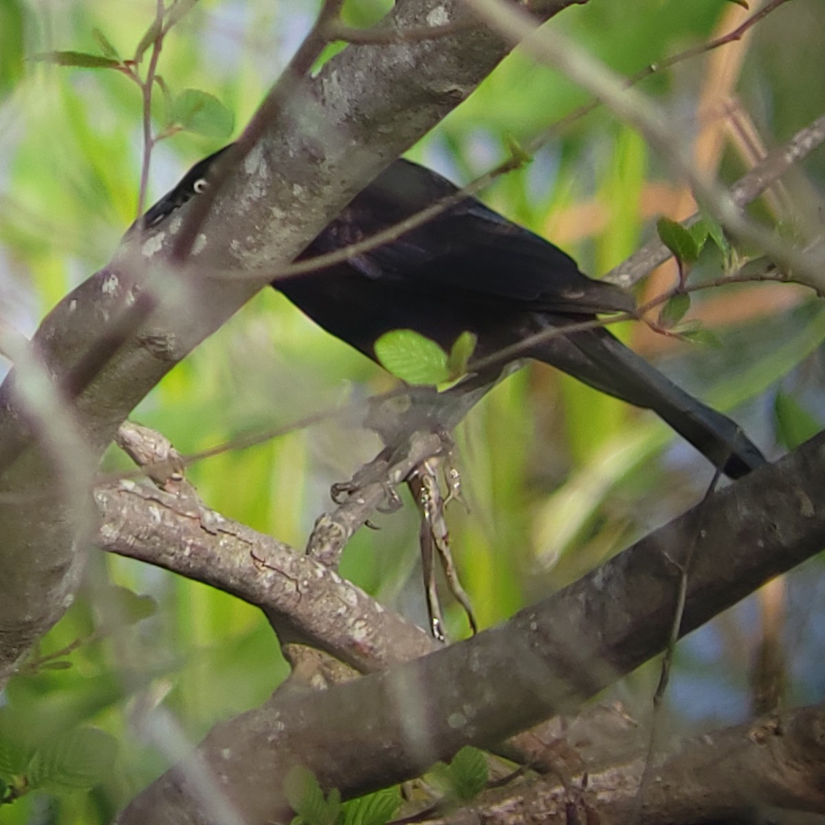 Common Grackle - ML435028711