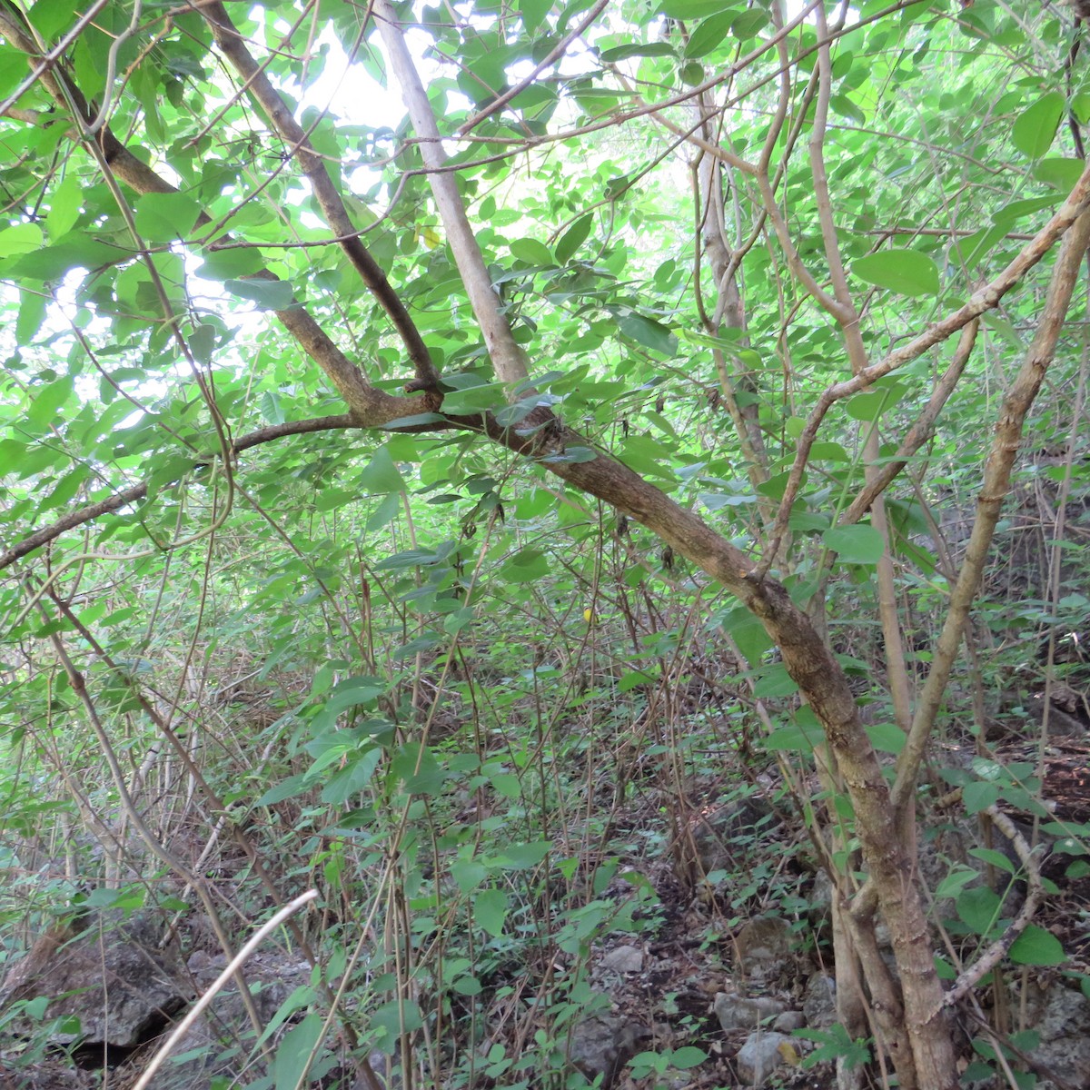 Chestnut-capped Warbler - ML435029411