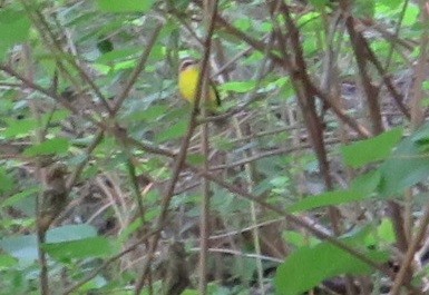 Chestnut-capped Warbler - ML435030041