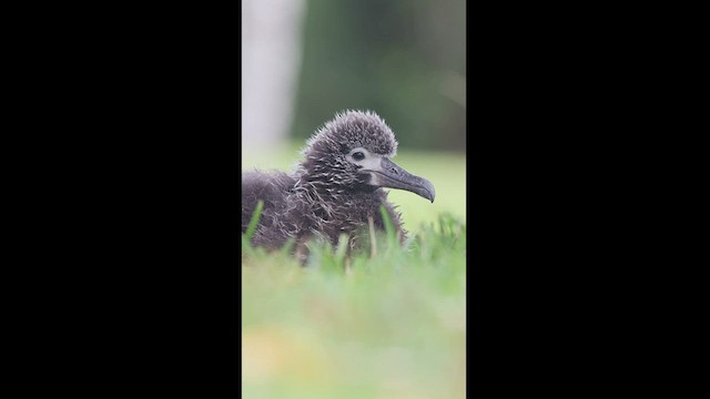 Laysan Albatross - ML435030551