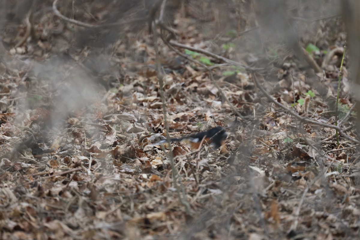 Eastern Towhee - ML435031091