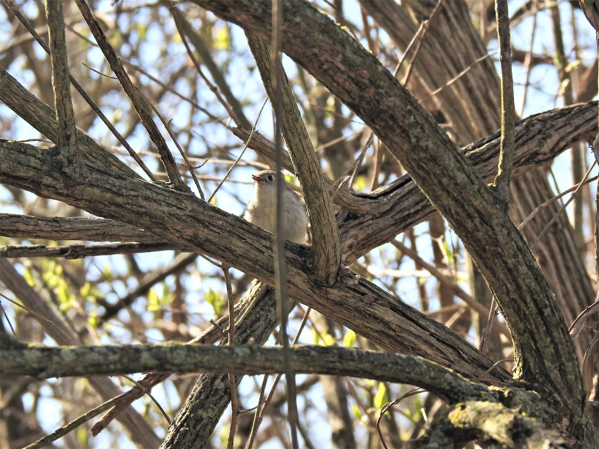 Ruby-crowned Kinglet - ML435032171