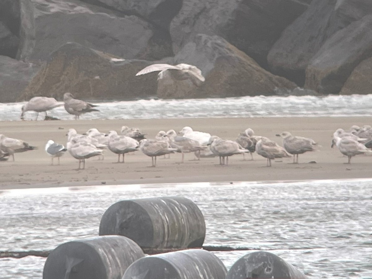 Glaucous Gull - ML435032361