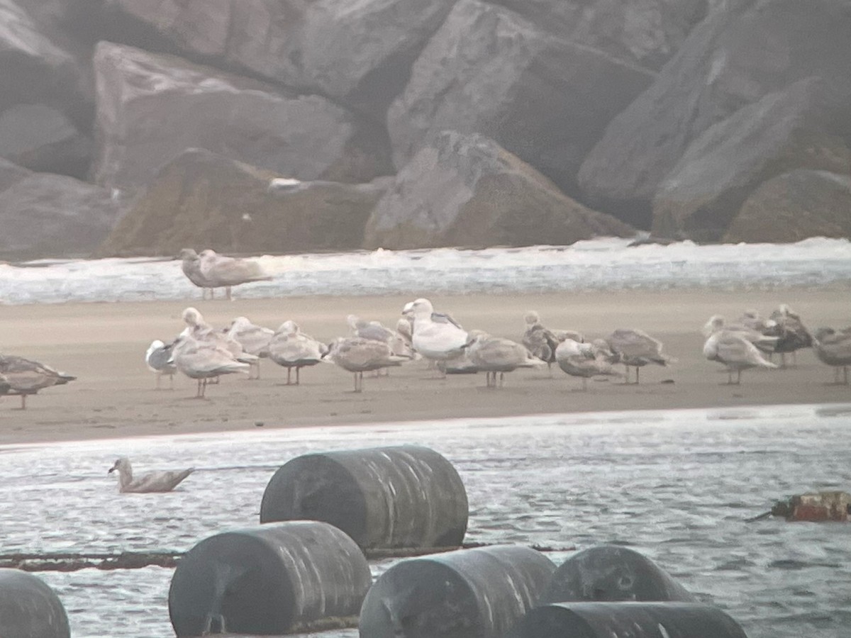 Glaucous Gull - ML435032421