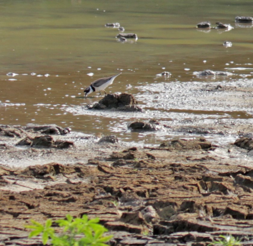 Semipalmated Plover - ML43503301