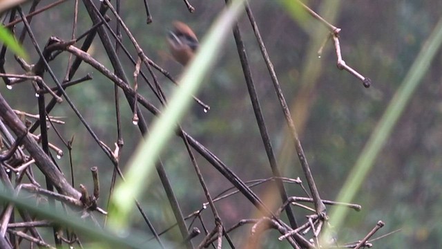 Black-throated Tit (Black-throated) - ML435033781