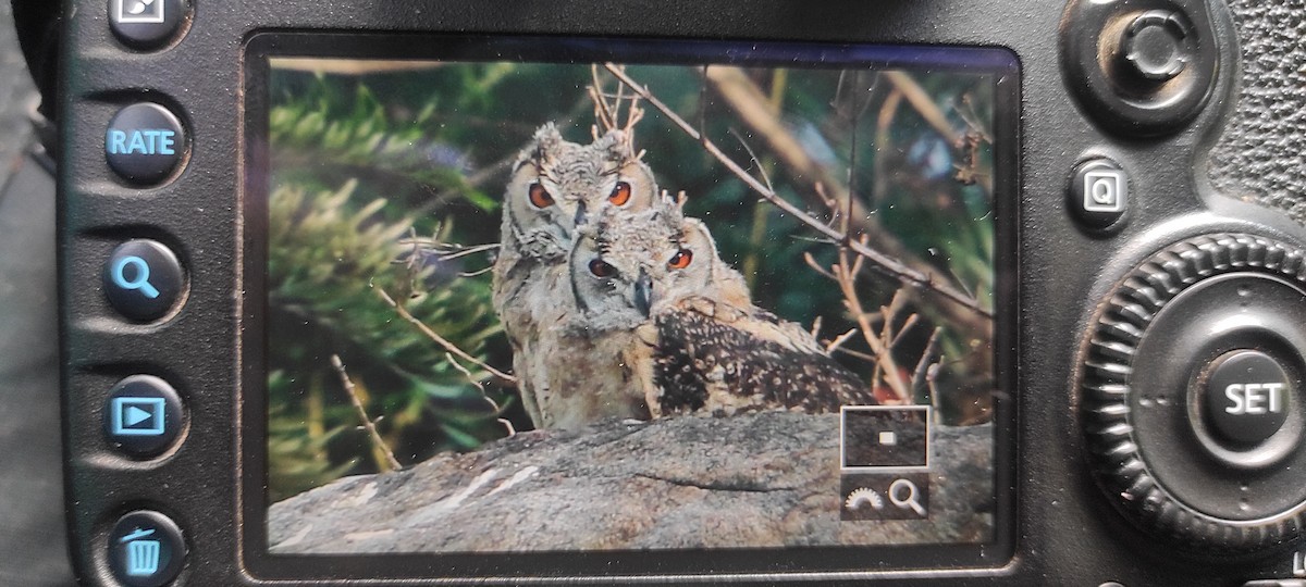 Rock Eagle-Owl - Chandrasekar Sekar