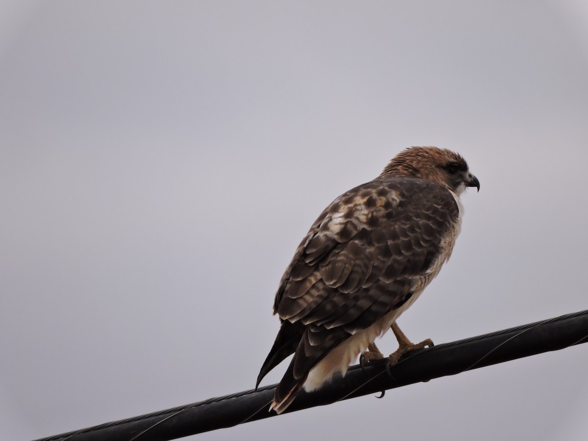 Red-tailed Hawk - ML43503571