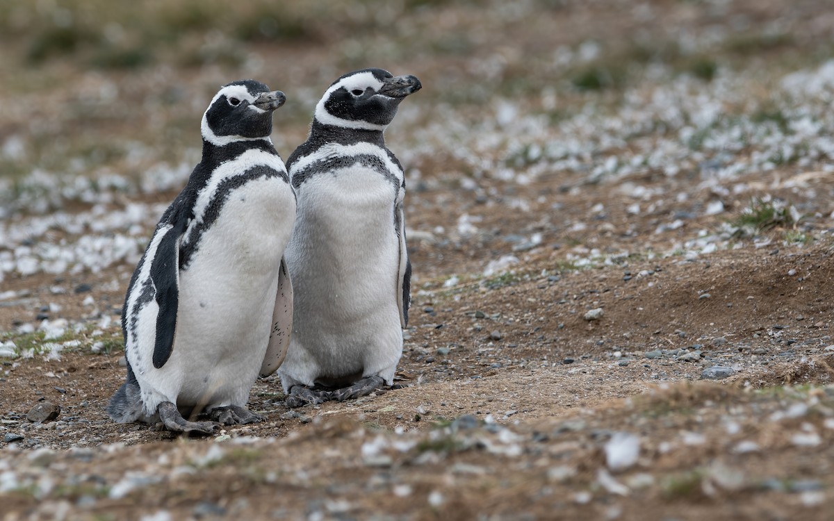 Magellanic Penguin - ML435036101