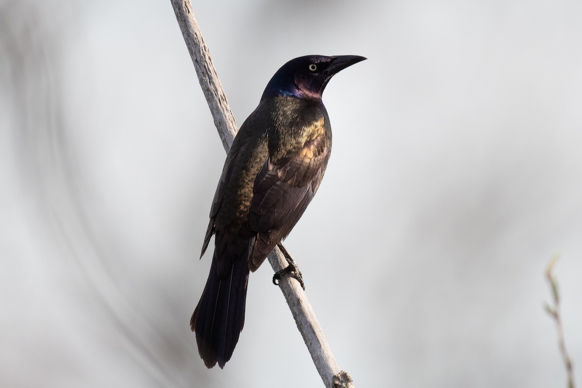 Common Grackle - ML435036881