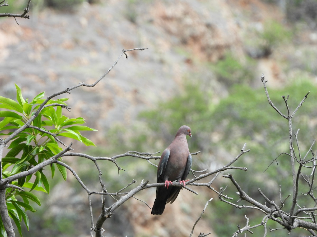 Pigeon du Pérou - ML435037481