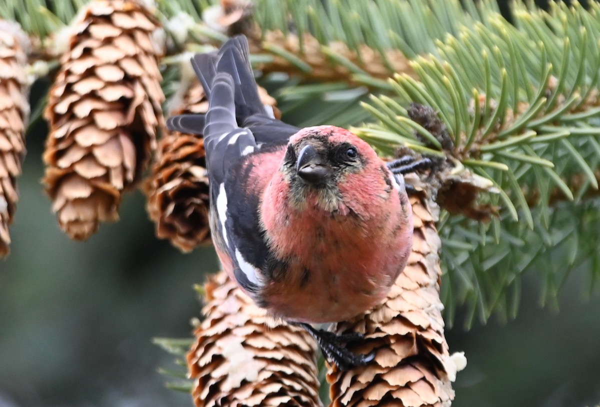 White-winged Crossbill - ML435037641