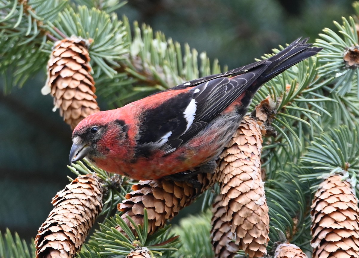 White-winged Crossbill - ML435037671