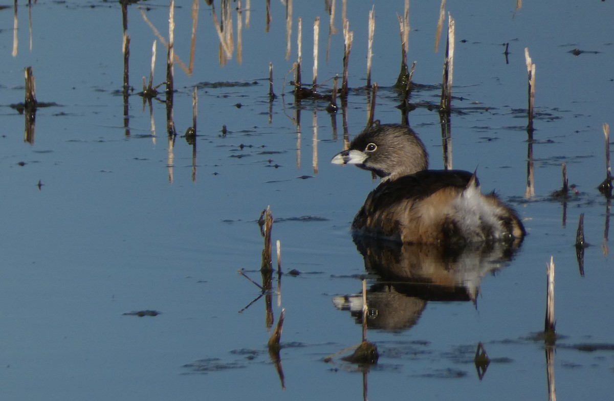 Pied-billed Grebe - Christopher Rustay