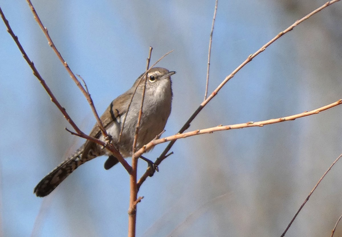 Bewick's Wren - ML435038741