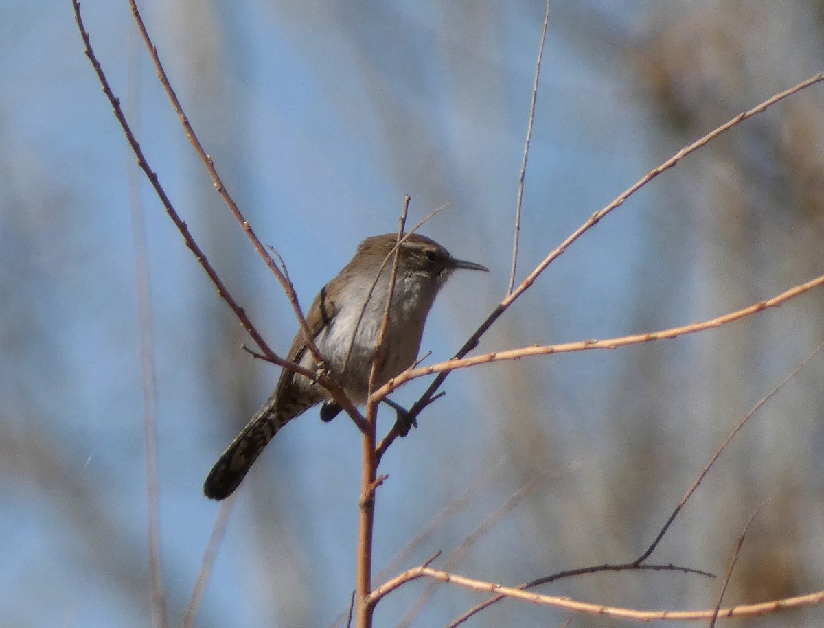 Bewick's Wren - ML435038761