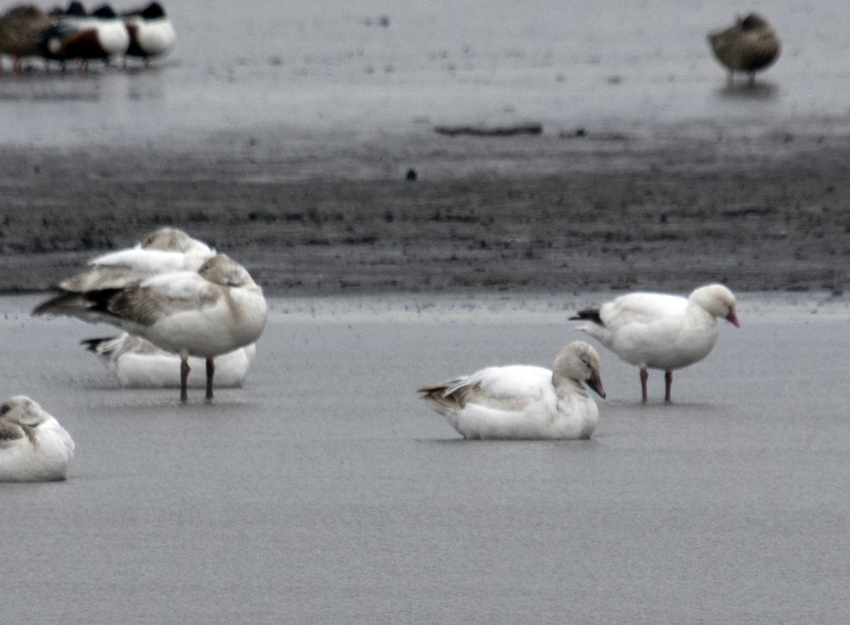 Ross's Goose - ML435039831