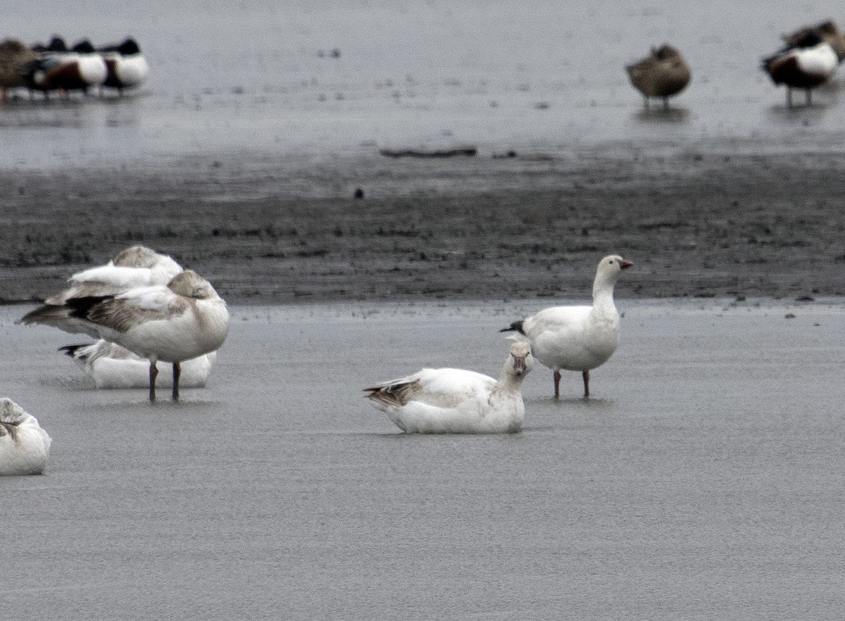 Ross's Goose - ML435039841