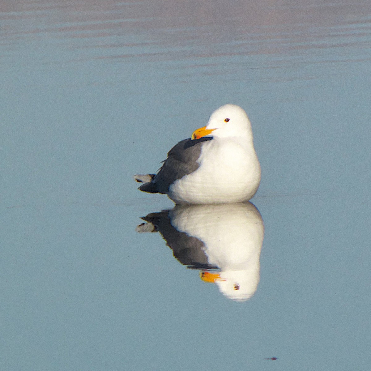 California Gull - ML435039941